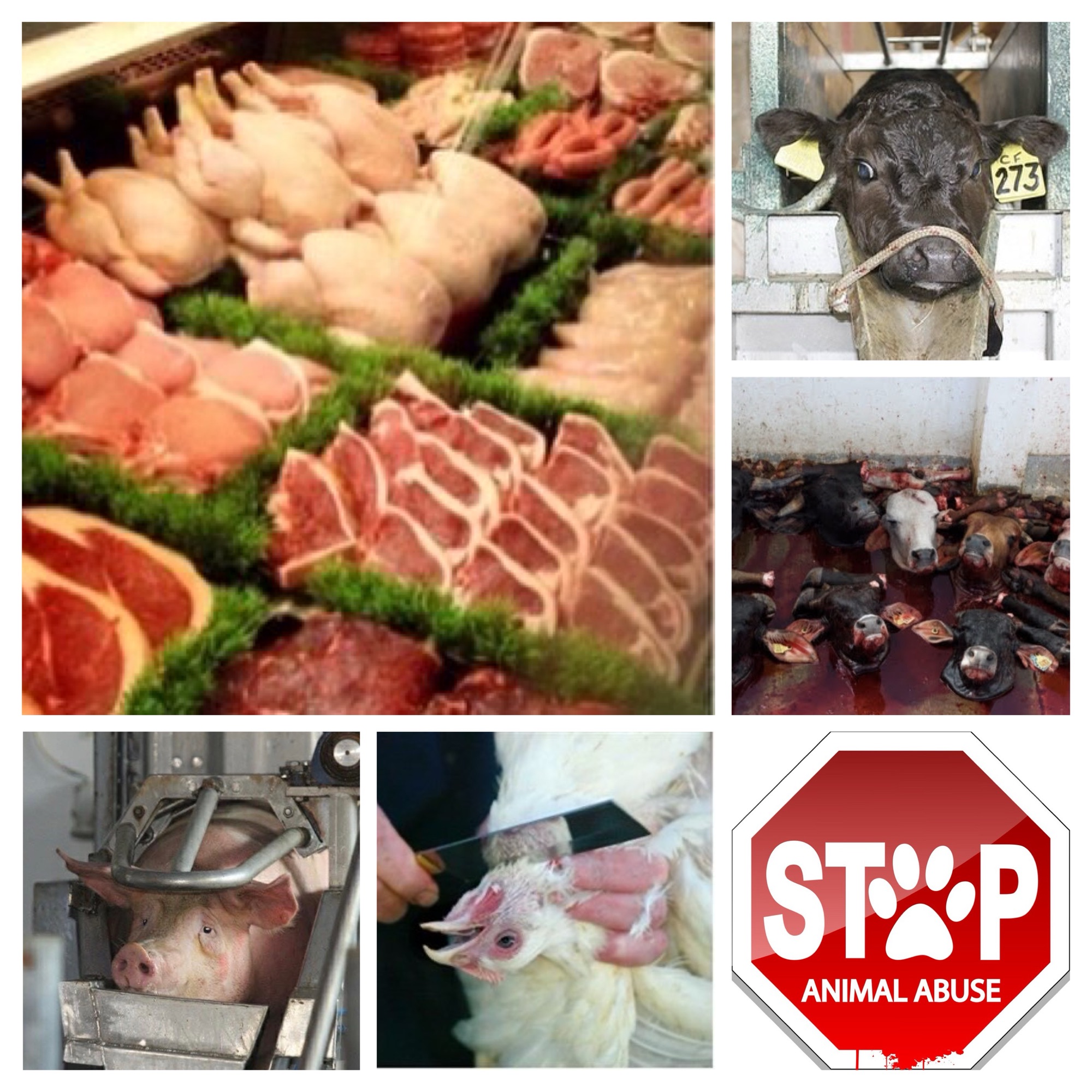 End Animal Abuse – VeganVoices